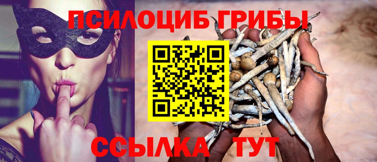 Псилоцибиновые грибы Psilocybe Барнаул